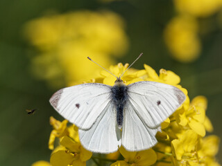 A Small White Butterfly (Pieris rapae) on a black mustard wildflower (Brassica nigra) on the bank of the River Calder in Wakefield, West Yorkshire