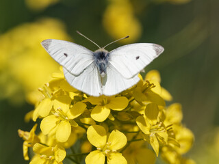 A Small White Butterfly (Pieris rapae) on a black mustard wildflower (Brassica nigra) on the bank of the River Calder in Wakefield, West Yorkshire
