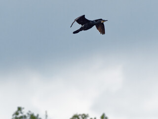 A Cormorant (Phalacrocorax carbo) flies against grey clouds at Fairburn Ings, a RSPB Nature Reserve in Leeds, West Yorkshire