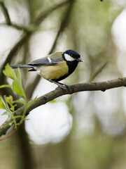 Obraz premium A Great Tit (Parus major) on a branch at Fairburn Ings, a RSPB Nature Reserve in Leeds, West Yorkshire