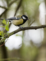 A Great Tit (Parus major) on a branch at Fairburn Ings, a RSPB Nature Reserve in Leeds, West Yorkshire