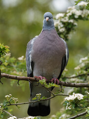 A woodpigeon (Columba palumbus) on a branch at Fairburn Ings, a RSPB Nature Reserve in Leeds, West Yorkshire