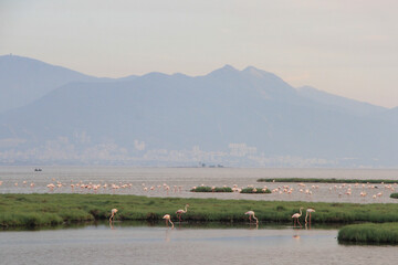 Flamingos in pond