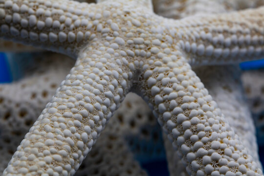 close-up shot of white color sea star texture