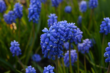 Close-up of a blue grape hyacinth flower bloom