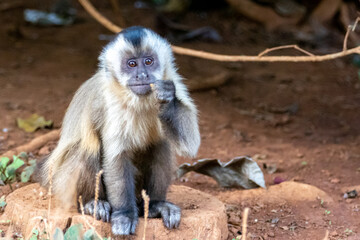 Naklejka premium Capuchin monkey 