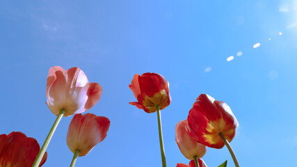 Several red tulips against a blue sky with bright sun rays. Bottom view.