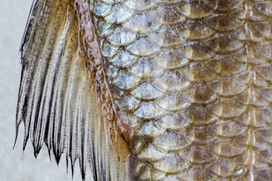 Closeup of fish scales