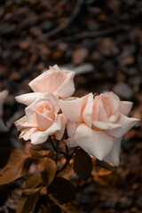 pink rose on black background