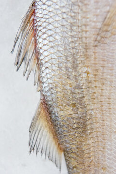 Closeup of fish scales