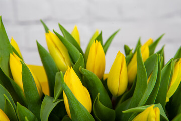 Spring blossoming yellow tulips, bokeh flower background, pastel and soft floral card, selective focus, toned