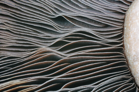 Closeup of mushroom gills