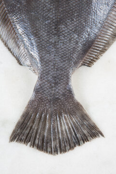 Closeup of fish scales
