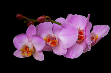 Pink orchid close-up on a black background