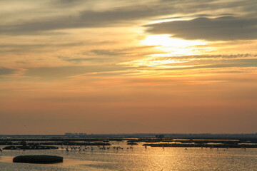 sunset over Flamingo in pond