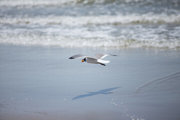seagull with berry in flight