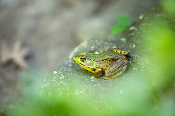 frog in the pond