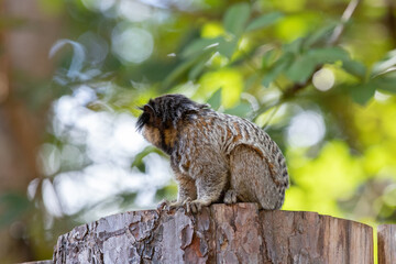 Small marmoset monkey on its side resting on the trunk isolated in closeup