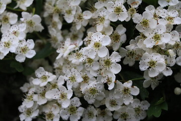 White flowers of the hawthorn 