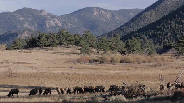 Footage - Elks herd wondering in Rocky Mountain National Park in Colorado