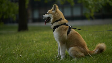 Welpen Golden Retriever rassen mit Ahnentafel spielen, laufen sie rollen im Gras in Zeitlupe