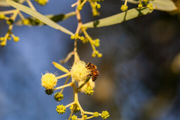 Bee