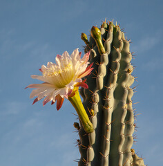 Cactus Flower