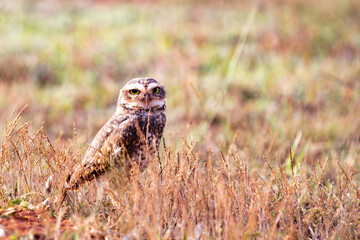 Burrowing owl on dry and yellow grass in warm sunny day. Closeup