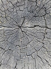 tree cut texture annual rings, background gray