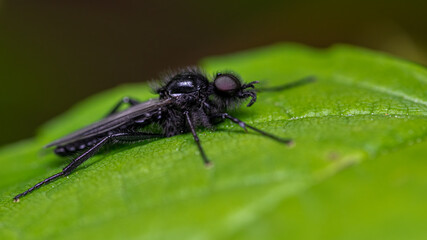 insecta, fliege, makro, natur, blatt, green, dragonfly, badgered