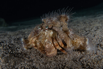 Crab in the Red Sea Colorful and beautiful, Eilat Israel