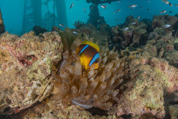 Coral reef and water plants in the Red Sea, Eilat Israel
