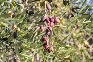 Greek Calamata olives on olive tree branch with blurred background and copy space