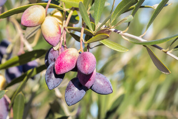 closeup of Greek Kalamata olives ripening on olive tree branch with blurred background and copy space