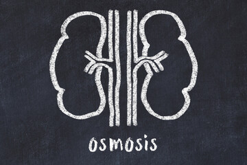 Chalk drawing of human kidneys and medical term osmosis. Concept of learning medicine - obrazy, fototapety, plakaty