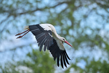 Weisstorch Ciconia ciconia