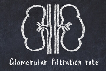 Chalk drawing of human kidneys and medical term Glomerular filtration rate. Concept of learning medicine