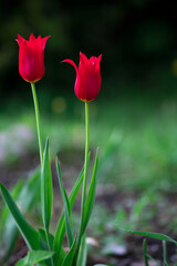 Vertical postcard with the image of two red tulips on a natural background, space for text.