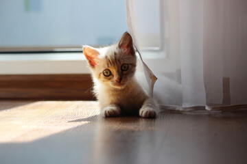 A beautiful tabby kitten lies on the floor, selective focus.