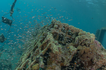 Coral reef and water plants in the Red Sea, Eilat Israel
