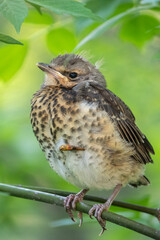 A fieldfare chick, Turdus pilaris, has left the nest and is sitting on a branch. A chick of...