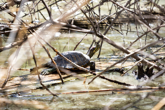 A turtle climbs on some wood to get out of the water