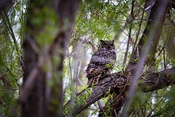 A great horned owl perched on a tree branch