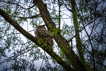Great horned owl sleeping or roosting in a tree