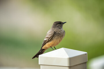 Say's Phoebe sitting on a fence post