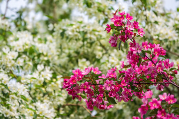 White and pink blossoming apple trees. White apple tree flowers