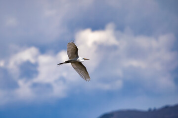  A great egret flies across a cloudy sky 