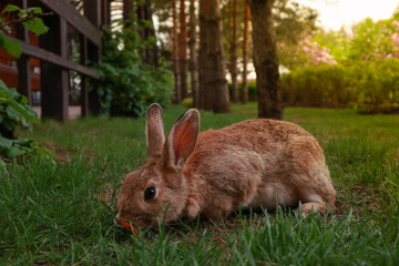Cute rabbit in summer park