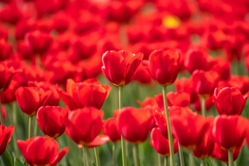 Colorful red tulips blossom in spring garden