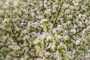 White blossoming apple trees. White apple tree flowers
